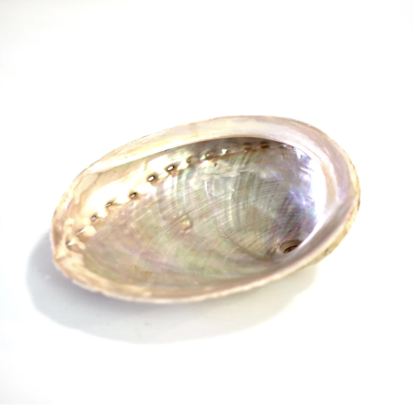 Abalone-Shell.png